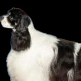Cocker Spaniels from Tailwind Cocker Spaniels