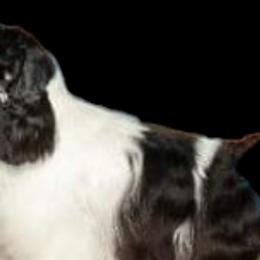 Cocker Spaniels from Tailwind Cocker Spaniels