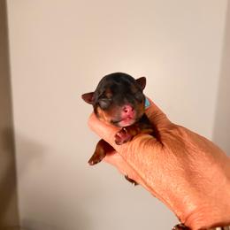 Oscar - Blue and gold male Yorkshire Terrier puppy in Hot Springs, Arkansas from Weslynn Kennels