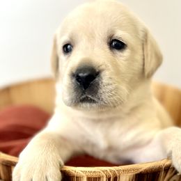 Boy 6 - Yellow Labrador Retriever puppy in Waxhaw, North Carolina from Blacks Run Retrievers