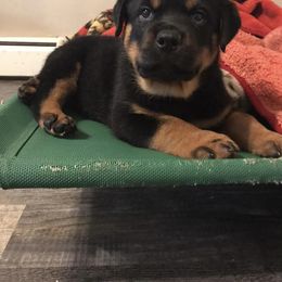 Rottweiler Puppies from Alpha Co. Rottweilers
