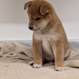 Red male - Red male Shiba Inu puppy in Warren County, New Jersey from Yellow Gate Kennel