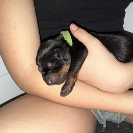 Doberman Pinscher Puppies from Dobie Sunrise