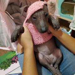 Xoloitzcuintli puppies from Xoloitzcuintli Companions