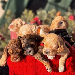 Cockapoo puppies from Strawberry Hill Puppy Patch