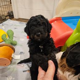 Hot Pink collar - Phantom female Bernedoodle puppy in Shelby, North Carolina from Forever Grateful Doodles