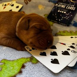 Spade - Yellow male Labrador Retriever puppy in Melrose, New Mexico from ECMO Farm Dalmatians & Labrador Retrievers