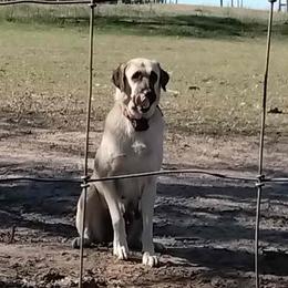 Phoebe - Anatolian Shepherd Dog