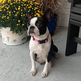 Pose - Boston Terrier