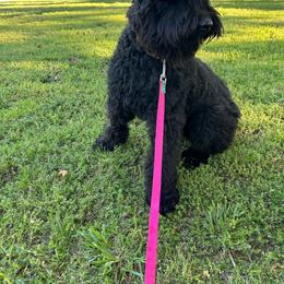 Mazzie - Black female Bouvier des Flandres puppy in Buffalo, Missouri from Noble Bouviers