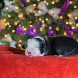 Border Collie Puppies from Overdrive Border Collies