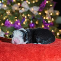 Border Collie Puppies from Overdrive Border Collies