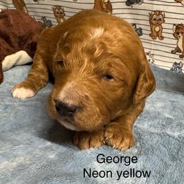 George - Red  male Goldendoodle puppy in Golden, Colorado from Golden Mesa Doodles