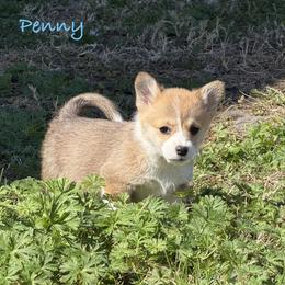 Penny - Red female Pembroke Welsh Corgi puppy in Yulee, Florida from Pembroke Welsh Corgis at Belle Haven