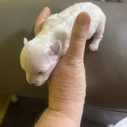 Chocolate - White Bichon Frise puppy in Cave City, Kentucky from Loretta's Pups