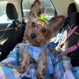 Bella Rose - Yorkshire Terrier
