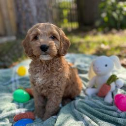 Eeyore - Apricot male Goldendoodle puppy in Jacksonville, Florida from Dandelion Doodles