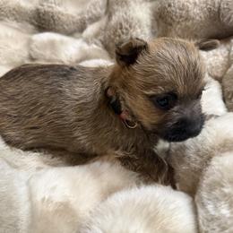 Valentina - Wheaten brindle female Cairn Terrier puppy in Lipan, Texas from Flyin G Cairns