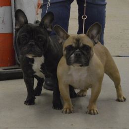 American Bulldog and French Bulldog All Grown Up from EliAna Kennels
