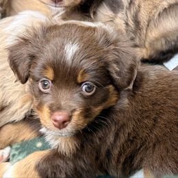 Wednesday - Red tri female Miniature Australian Shepherd puppy in Buchanan, Georgia from Stanleyville Farm Mini Aussies