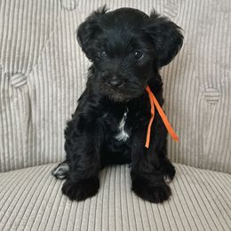 Chloe - Black female Yorkipoo puppy in New Britain, Connecticut from Goldendoodles Yorkiepoo Stars CT