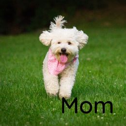 Goldendoodle Puppies from Dean Doodles