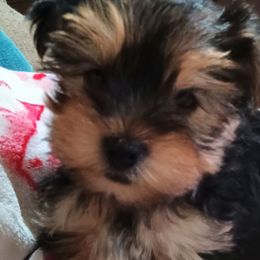 Yorkshire Terriers from Kathy's Kritters