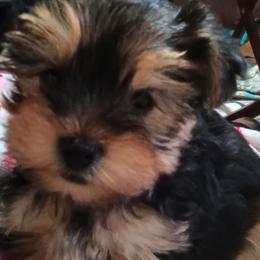 Yorkshire Terriers from Kathy's Kritters