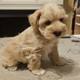 Copper 7 weeks - White male Miniature Schnauzer puppy in Lumberton, Texas from 1 Smart Choice Schnauzers Babies