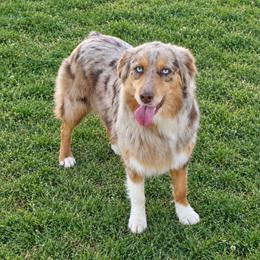 Jazz - Australian Shepherd