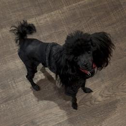 Mance Rayder - Poodle