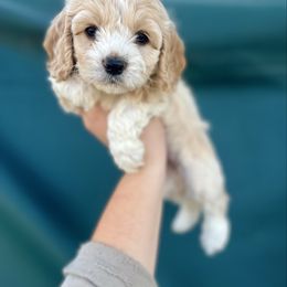 Buff girl - Buff and white female Cockapoo puppy in Clinton, Tennessee from High Hopes Hounds