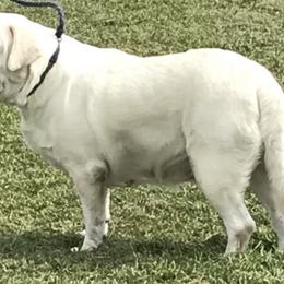 Luna - Labrador Retriever