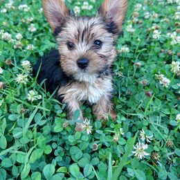 Oliver - Black and tan male Yorkshire Terrier puppy in Bolton, Connecticut from Elle Yorkies