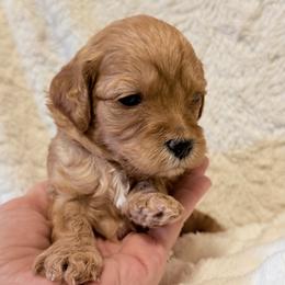 Maple--light blue girl - Apricot female Goldendoodle puppy in Twin Falls, Idaho from Magic Valley Family Doodles