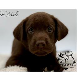 Black - Chocolate male Labrador Retriever puppy in San Diego County, California from Travis’ Chocolate Labradors
