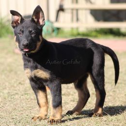 German Shepherd Puppies from Außer Gefahr German Shepherds