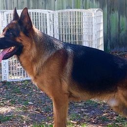 German Shepherds from Treue Herz German Shepherds