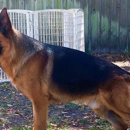 German Shepherds from Treue Herz German Shepherds