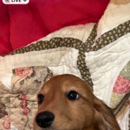 Dachshund Puppies from PeacocksDachs