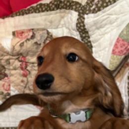 Dachshund Puppies from PeacocksDachs