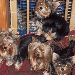Yorkshire Terriers from Adk Mountains Tiny Dreams