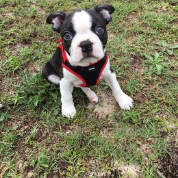 Boston Terrier Puppies from Our Gang Bostons