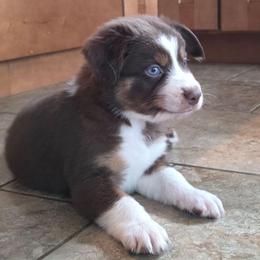 El Dorado 3 - Red tri-color male Australian Shepherd puppy in Solon, Maine from Mountain Range Australian Shepherds