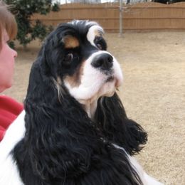 Cocker Spaniel All Grown Up from Trifecta Cockers
