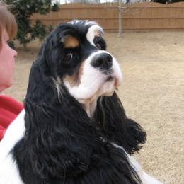 Cocker Spaniel All Grown Up from Trifecta Cockers