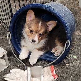 American Corgi and Pembroke Welsh Corgi Puppies from Nightstreak Corgis