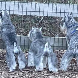 Miniature Schnauzers from Allegro Miniature Schnauzer’s