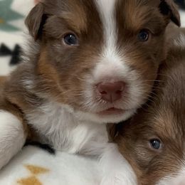 Australian Shepherds from Evergreens Cowboy Aussies