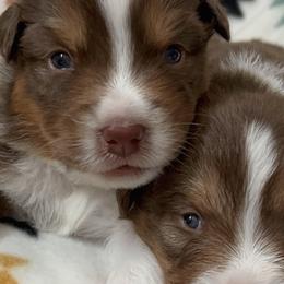 Australian Shepherds from Evergreens Cowboy Aussies
